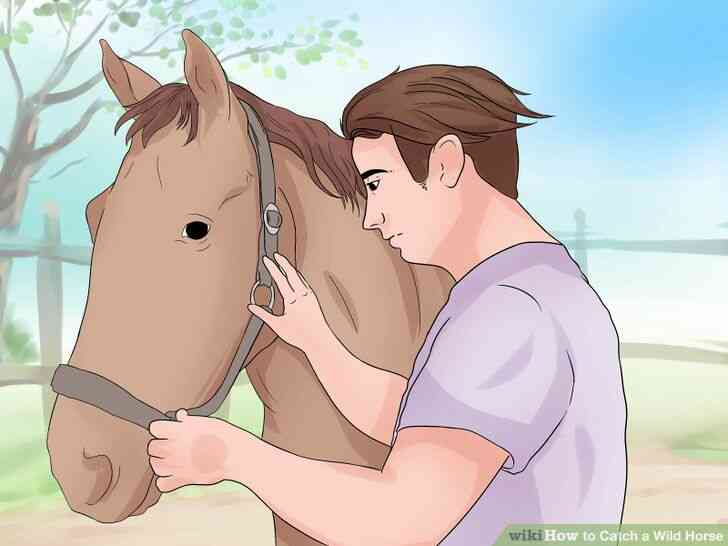 Image intitulée Attraper un Cheval Sauvage à l